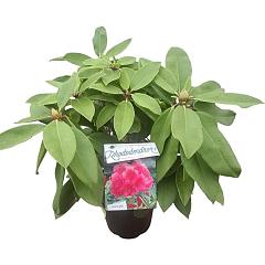 Rhododendron 'Anna Rose Whitney'
