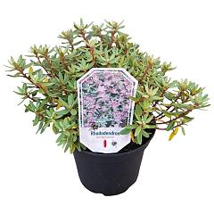 Rhododendron 'Arends Favorit'