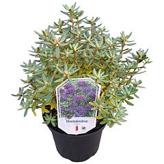 Rhododendron 'Azurika'