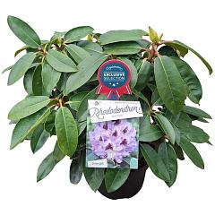 Rhododendron 'Blue Peter'