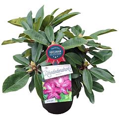 Rhododendron 'Blue Print'