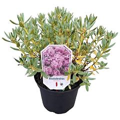 Rhododendron 'Blue Silver'