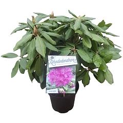 Rhododendron 'Catawb. Boursault'