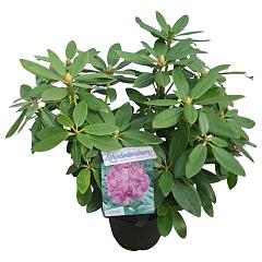 Rhododendron 'Catawb. Grandiflorum'