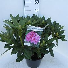 Rhododendron 'Cosmopolitan'