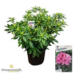 Rhododendron 'Cosmopolitan'