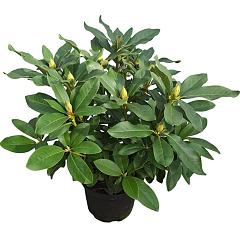 Rhododendron 'Cunningham's White'