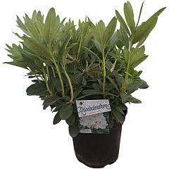 Rhododendron 'Cunningham's White'