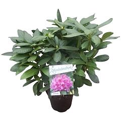 Rhododendron 'Delta'
