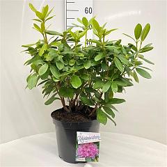 Rhododendron 'Delta'