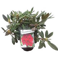 Rhododendron 'Elizab. Red Foliage'