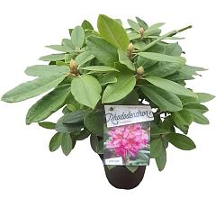 Rhododendron 'Eucharitis'