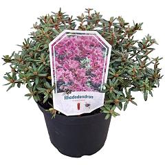 Rhododendron 'Frost Hexe'
