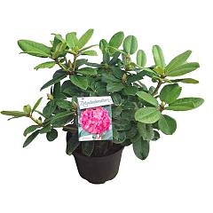 Rhododendron 'Germania'