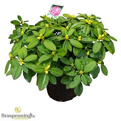 Rhododendron 'Germania'