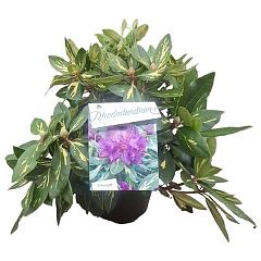Rhododendron 'Goldflimmer'