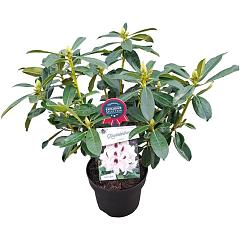 Rhododendron 'Graffito'