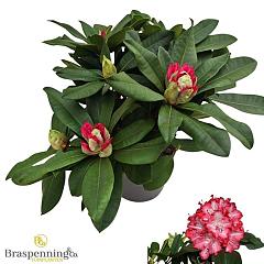 Rhododendron 'Grifie'
