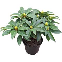 Rhododendron 'Grifie'