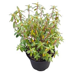 Rhododendron 'Gristede'