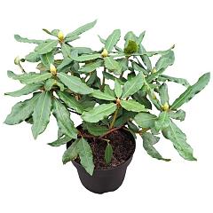 Rhododendron 'Hachm. Feuerschein'