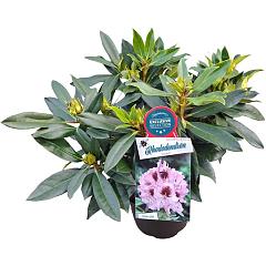 Rhododendron Kabarett