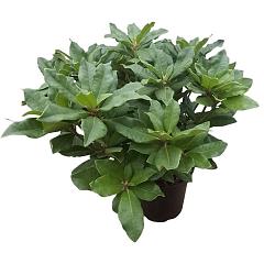 Rhododendron 'Lord Roberts'