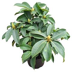Rhododendron 'Lumie'