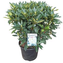 Rhododendron 'Madame Masson'