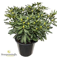 Rhododendron 'Madame Masson'
