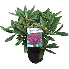 Rhododendron 'Marcel Menard'