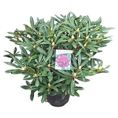 Rhododendron 'Marcel Menard'