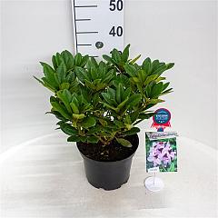 Rhododendron 'Metallica'