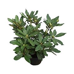 Rhododendron 'Nova Zembla'