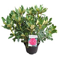 Rhododendron 'Nova Zembla'