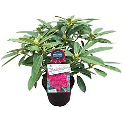 Rhododendron 'Old Port'