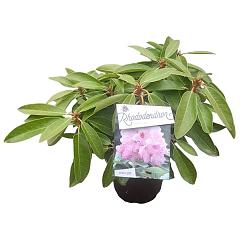 Rhododendron 'Onkel diners'