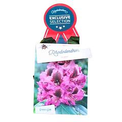 Rhododendron 'Orakel'