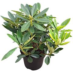 Rhododendron 'Picotee'