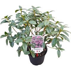 Rhododendron 'Praecox'