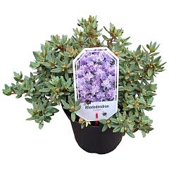 Rhododendron 'Ramapo'