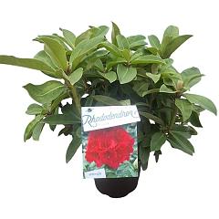Rhododendron 'Red Jack'