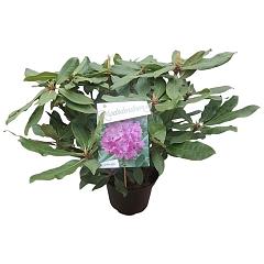 Rhododendron 'Roseum Elegans'