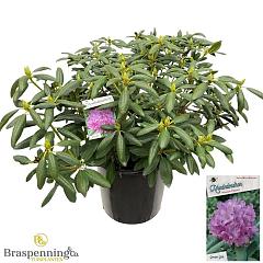 Rhododendron 'Roseum Elegans'