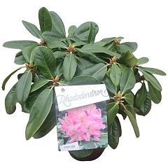 Rhododendron 'Scintillation'