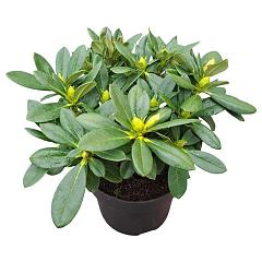 Rhododendron 'Sun Glory'®