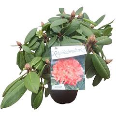 Rhododendron 'Virginia Richards'