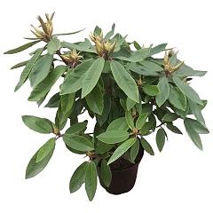 Rhododendron 'Vulcan's Flame'