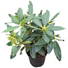 Rhododendron Walküre