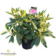 Rhododendron Walküre